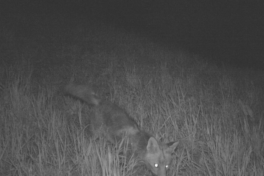 Eine Wildtierkamera hat einen Fuchs bei Nacht fotografiert