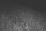 Eine Wildtierkamera hat einen Fuchs bei Nacht fotografiert