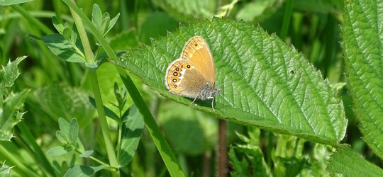Schmetterlinge im Bauch der Mittelwald lässt ­Insektenherzen höherschlagen