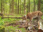 Aufnahme einer Wildtierkamera. Zu sehen ist Luchs Lias im Wald. Er ist an einem Baumstumpf beschäftigt.