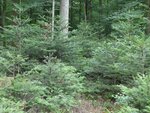 Mischwald mit Tannenaufwuchs im Ortenaukreis. Werden solche Wälder im Klimawandel stabil sein?