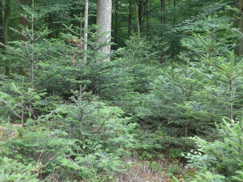 Mischwald mit Tannenaufwuchs im Ortenaukreis. Werden solche Wälder im Klimawandel stabil sein?