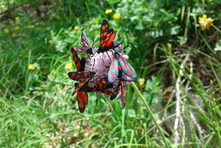 Mehrere Schmetterlinge mit rot-schwarzen Flügeln sitzen auf einer Blume