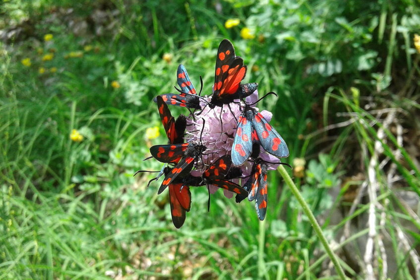 Mehrere Schmetterlinge mit rot-schwarzen Flügeln sitzen auf einer Blume