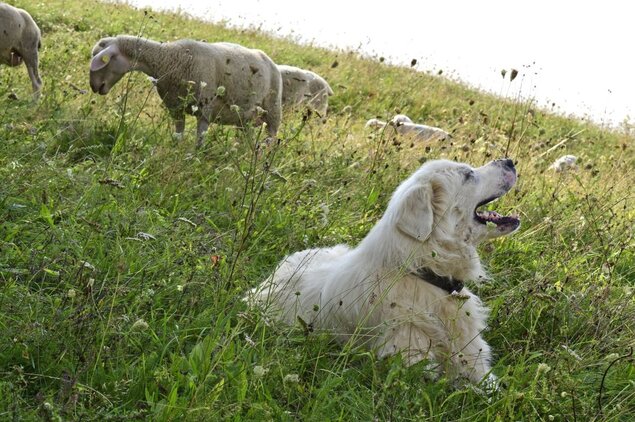 Ein Herdenschutzhund liegt zwischen grasenden Schafen auf einer Weide. 