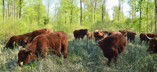 Moderne Waldweide als Instrument im Waldnaturschutz Ziege, Rind und Co für mehr biologische Vielfalt im Wald