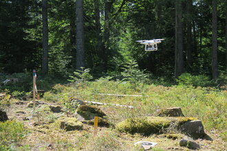 FVA Drohne DJI Phantom 4 beim Landen auf einer mit Bodenvegetation bedeckten Freifläche im Wald. Autorin: FVA BW / Katarzyna Zielewska-Büttner   