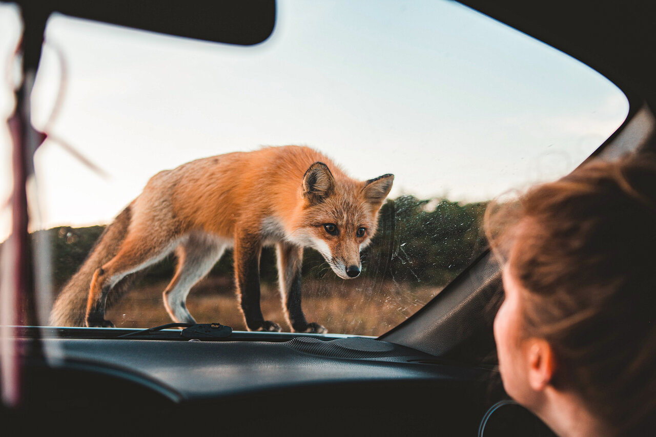 Ein Fuchs steht auf der Motorhaube eines Autos und blickt einen Menschen durch die Windschutzscheibe an