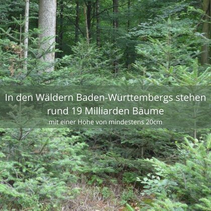 Waldbild mit Text: "In den Wäldern Baden-Württembergs stehen rund 19 Milliarden Bäume mit einer Höhe von mindestens 20cm."