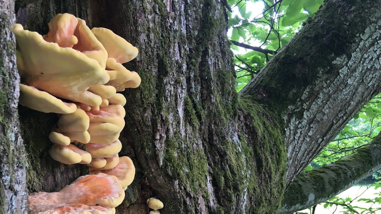 The bracket fungus sulphur shelf (Laetiporus sulphureus) as a causative agent of trunkwood rot on sweet chestnut trees