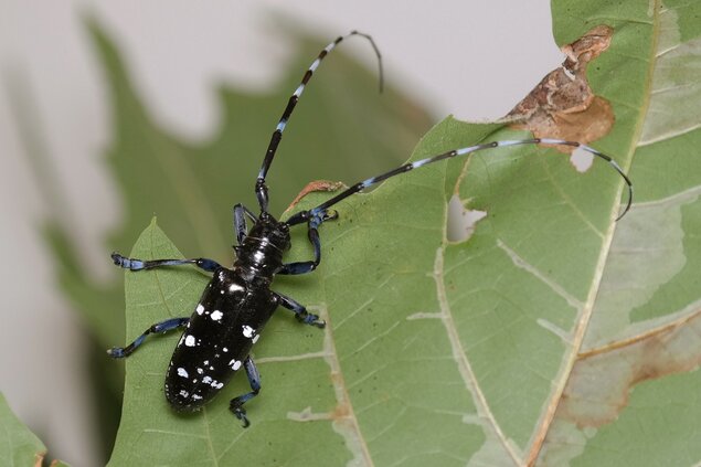 Asian longhorned beetle (Photo: Olaf Zimmermann, LTZ)