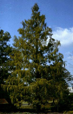 Der Urweltmammutbaum