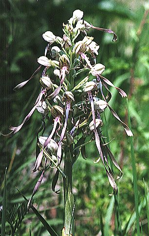 Himantoglossum hircinum (L.) Spr.