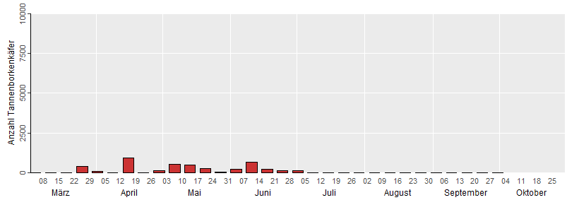 Die Grafik zeigt die wöchentlichen Fangzahlen des Tannenborkenkäfers
