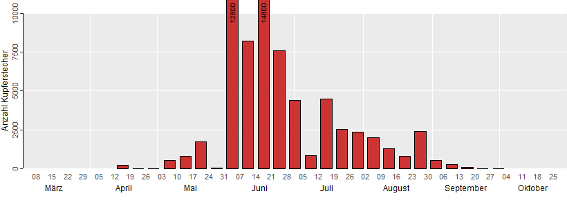 Die Grafik zeigt die wöchentlichen Fangzahlen des Kupferstechers