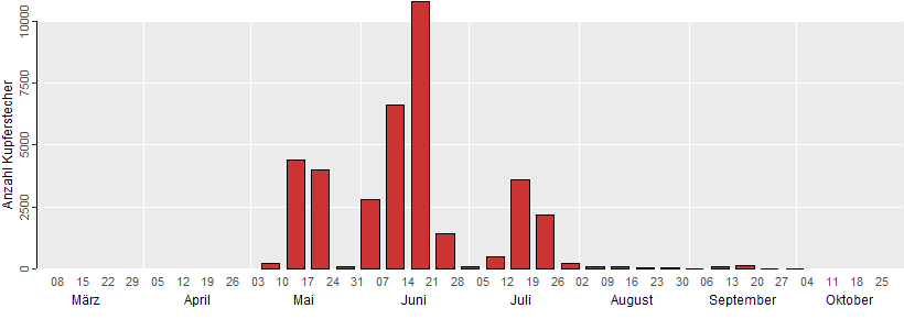  Die Grafik zeigt die wöchentlichen Fangzahlen des Kupferstechers