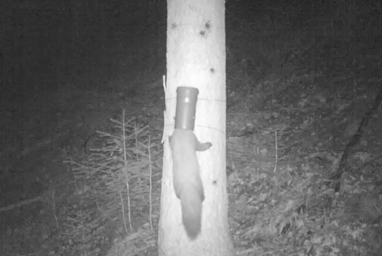 Bild einer Wildtierkamera: Marder klettert einen Baum hoch und steckt den Kopf in einen Köder 