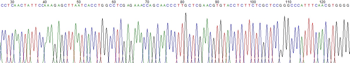 Diagramm: Sequenzierter DNA Abschnitt. Die einzelnen Nukleotide in der Sequenzfolge werden hier durch ihre Basen abgekürzt: Adenin (A), Guanin (G), Cytosin (C) und Thymin (T).