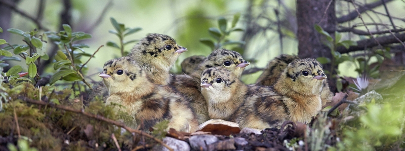 Mehrere Auerhuhnküken sitzen in einem Nest