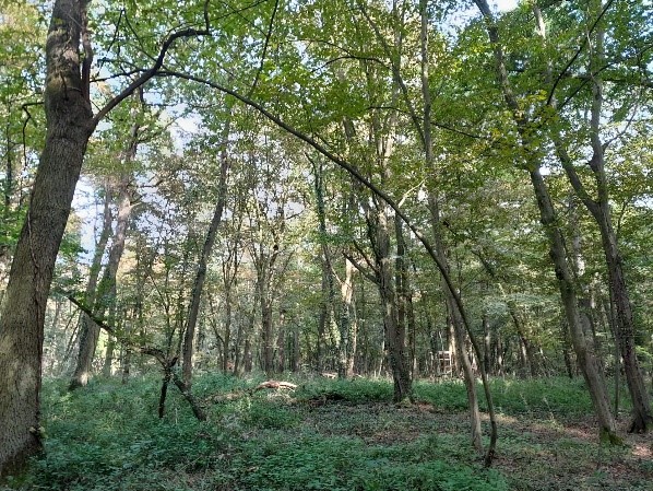 Ein lichter Waldbestand im Frühsommer, viele dünne Bäume, niedriger Unterwuchs