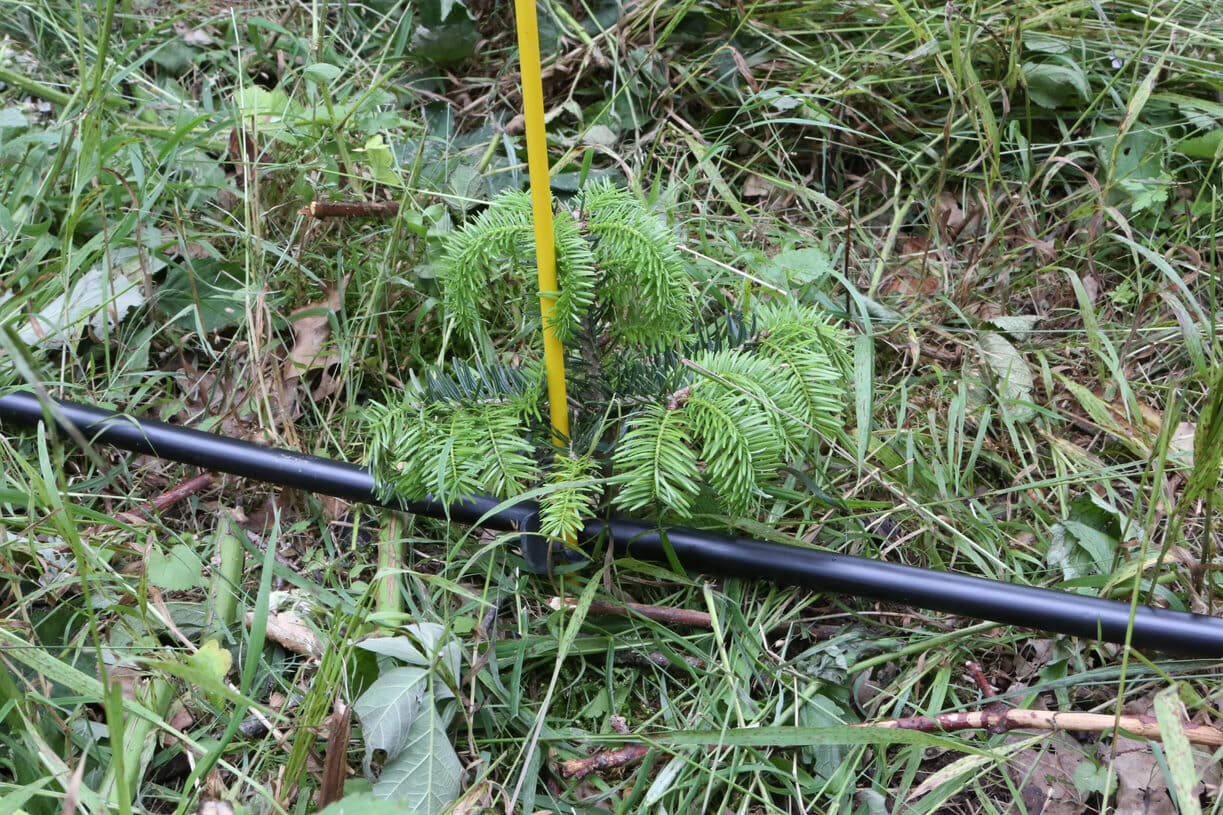 Ein kleiner Nadelbaum an einer gelben Standhilfe, davor ein dünner schwarzer Schlauch quer durch das Bild