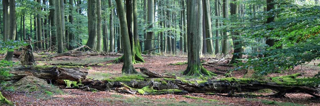 Totholz im Bannwald. 