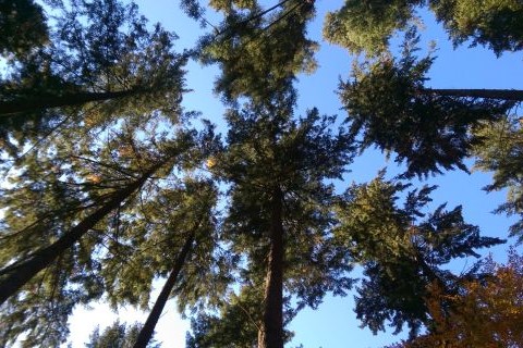 Teaserbild zeigt die Baumkrone von nicht heimischen Baumarten von unten.